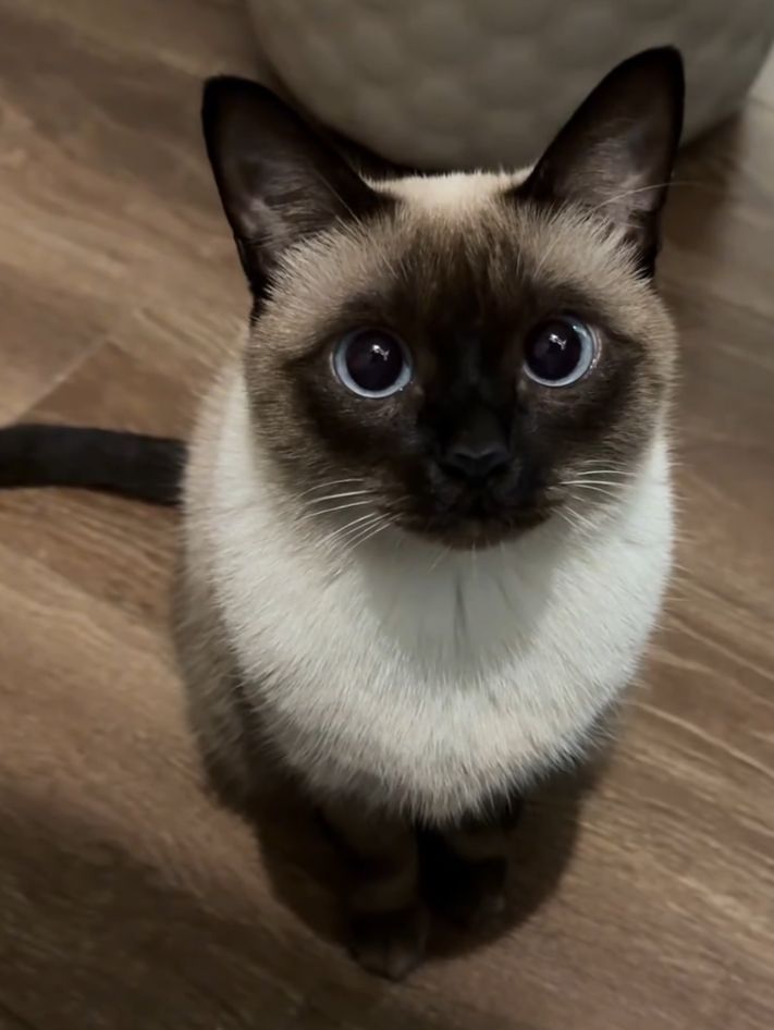 Mochi
